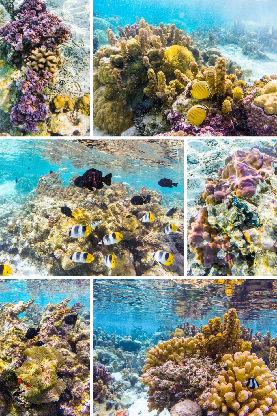 polynesie-tahaa-corail