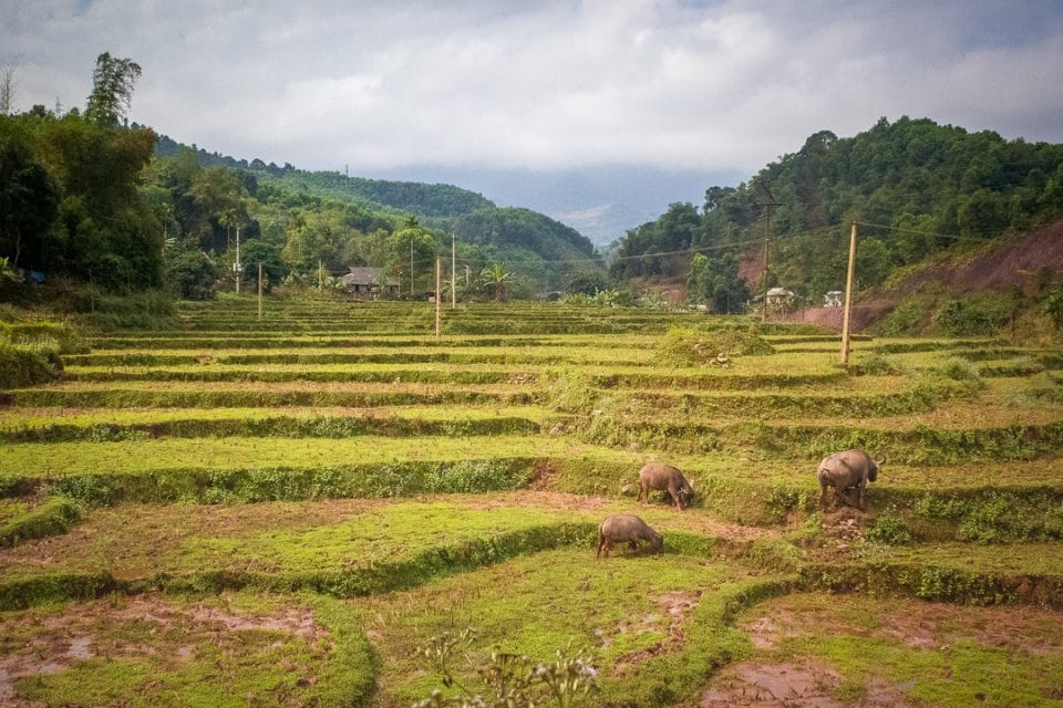 vietnam-riziere-terrasses