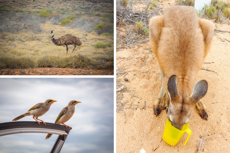 australie-ouest-ningaloo-animaux