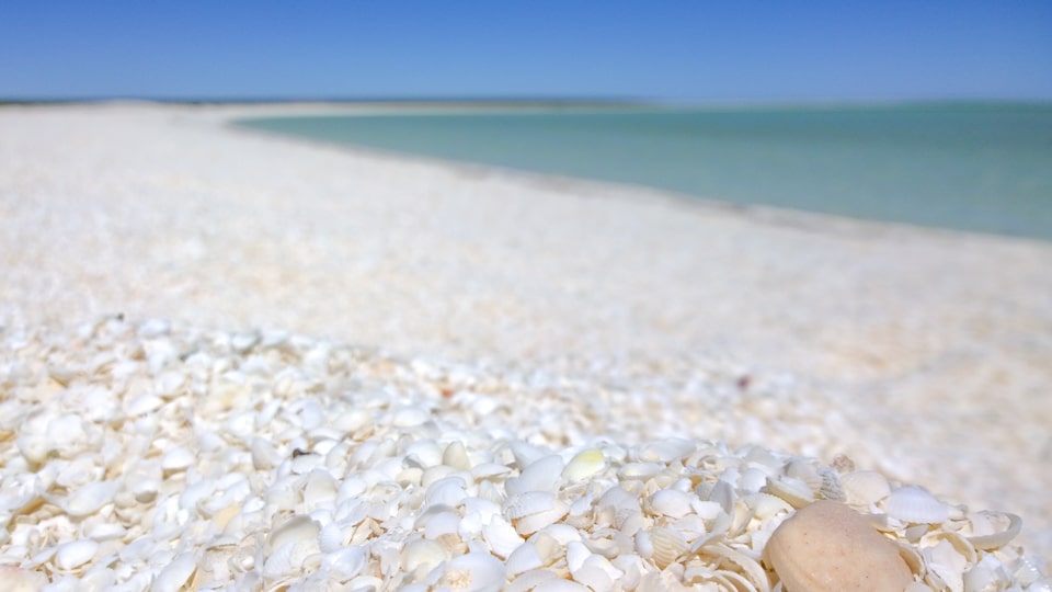 shell beach australie