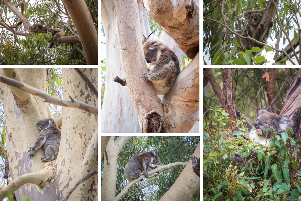 australie-ouest-yanchep-koalas