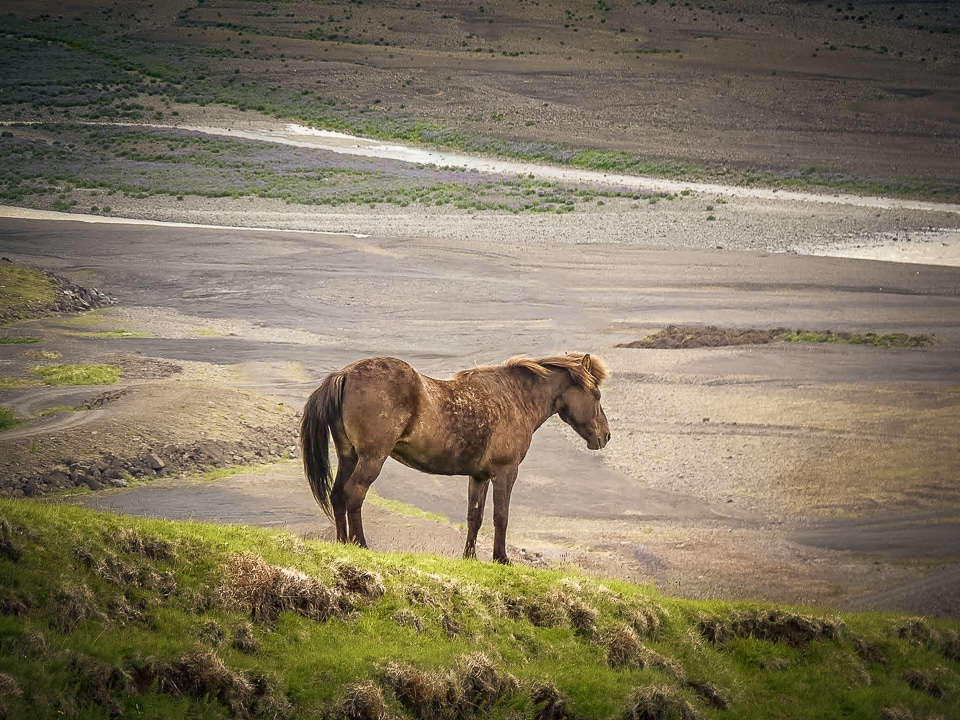 islande-skaftafell-cheval-Vatnajökull