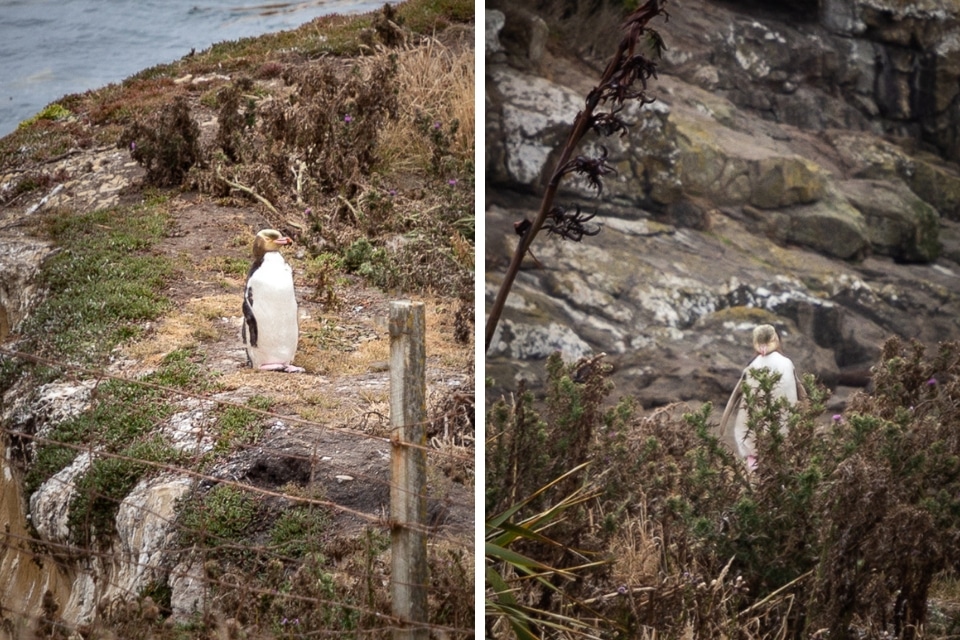 NZ-moeraki-katiki pingouins
