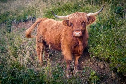 highland cattle en suisse