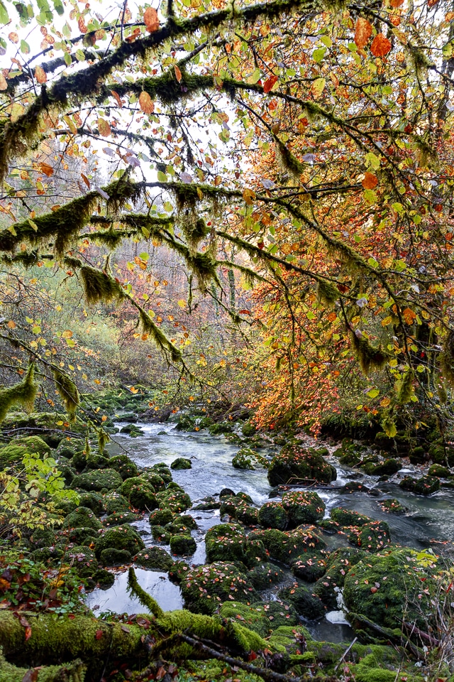 forêt rivière automne