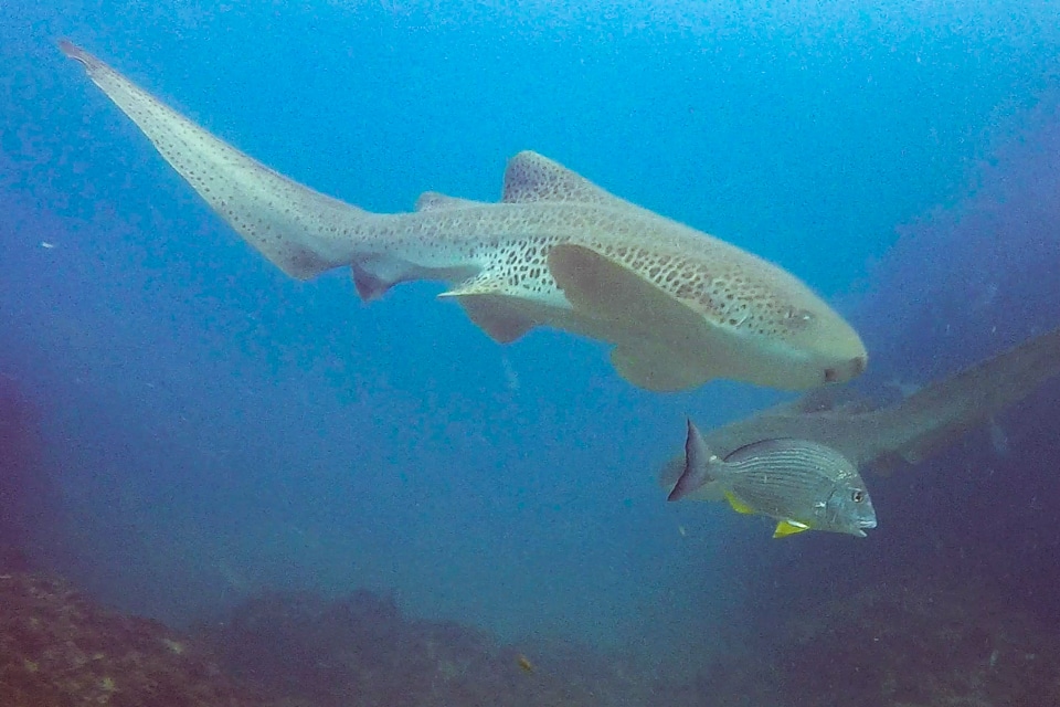 requins léopards en australie