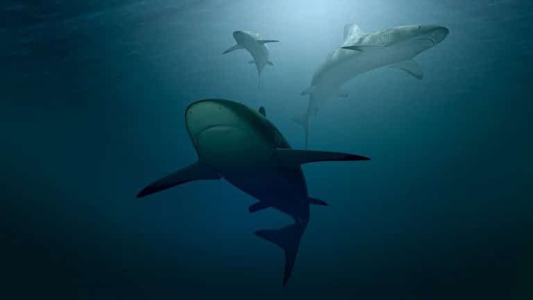 plongée en australie avec les requins