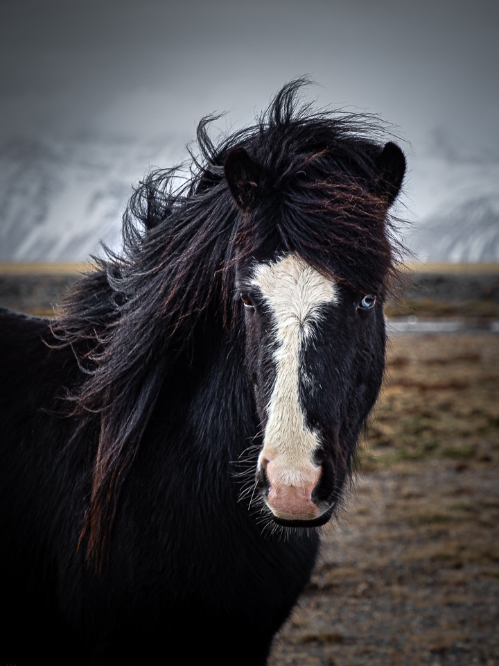 cheval islandais