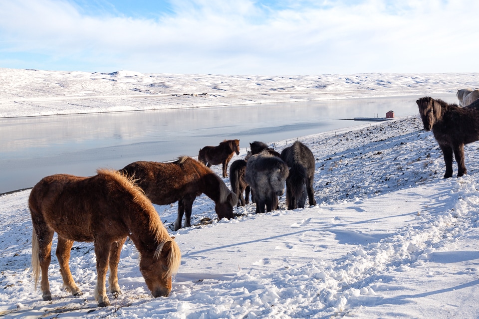 chevaux islandais en hiver