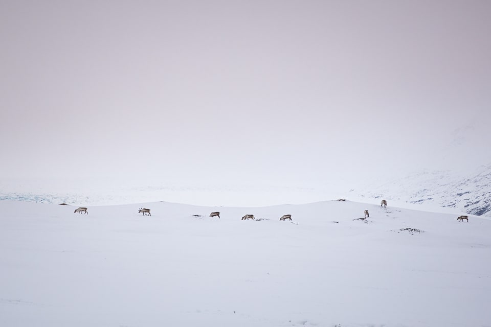 troupeau de rennes sauvages en islande