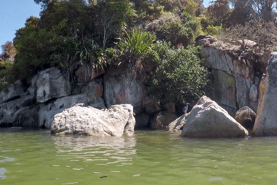 excursion en kayak à Abel tasman