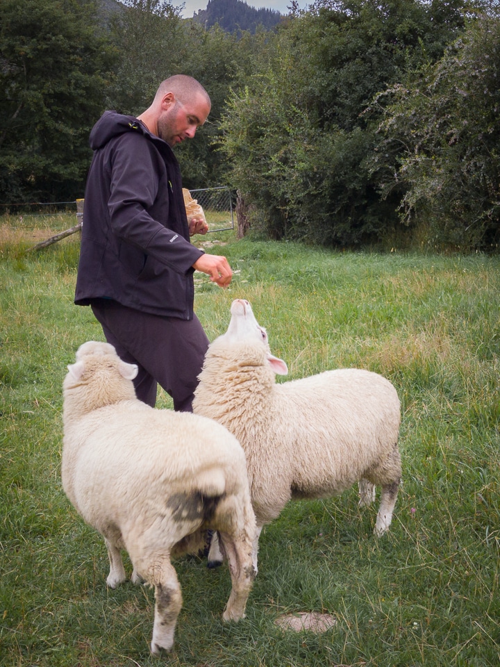 moutons en Nouvelle Zélande